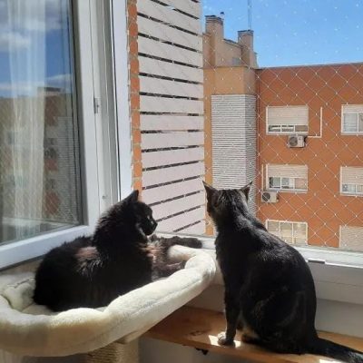 Bsclick® Gatos